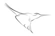 The black line humming bird on white background. Vector graphic bird colibri.