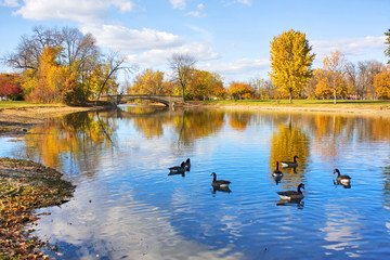 Autumn landscape with a group of canadian geese on a pond. Cloudy blue sky, yellow colored fall trees and a bridge reflect in a water in the Tenney city park. Madison, Wisconsin, Midwest USA. 