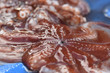 メンダコ 駿河湾で獲れた奇妙な深海魚　静岡県戸田漁港