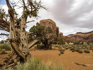 Monument Valley, old trees - Arizona, AZ, USA