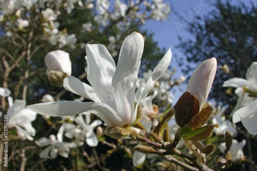 Plakat Białe kwiaty magnolii