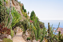 Cacti And Other Succulents On The Cliff Side Of The Jardin Exotique Overlooking The Mediterranean Sea - Monaco