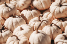 Background Of White Small Pumpkins Outdoors.  Pumpkins At The Farm Market. Selective Focus