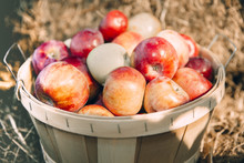 bushel-of-apples-free-stock-photo-public-domain-pictures