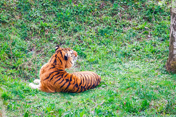 Asian- or bengal tiger in Cabarceno National Park