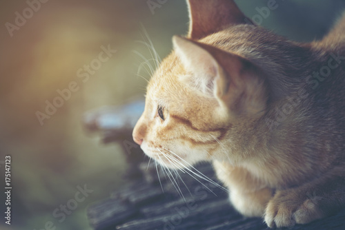 Plakat brązowy kot, vintage filtr obrazu
