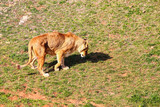 Fototapeta Psy - Majestic female lion (Panthera leo) basking in the sun