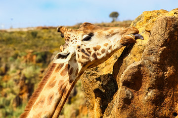 Giraffe (Giraffa camelopardalis) head and face, sucks the rock to obtain vitamins and minerals