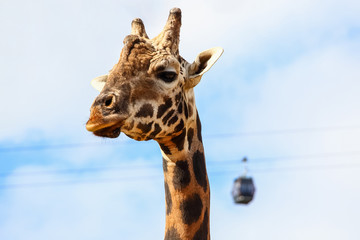 Giraffe (Giraffa camelopardalis) head and face