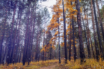 Autumn forest in October