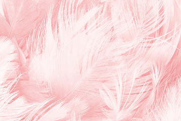 Coral Pink vintage color trends feather texture background 