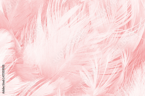 Fotografia Coral Pink vintage color trends feather texture background