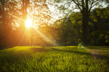 Wall Mural - Tranquil fresh grass on lawn for orange sunset and and trees with life force emotional with copyspace for text and words.