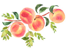 Branch With Peaches. Watercolor Illustration
