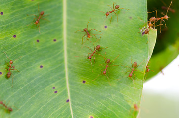 Ants caught on green leaves and had a natural bokeh background.Shows harmony in doing business.