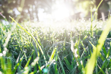 Wall Mural - green grass with morning dew and sunlight.