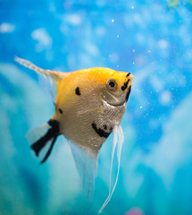 a fish floats in an aquarium at home