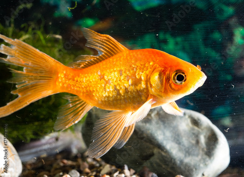 Plakat złota rybka pływające w akwarium w domu