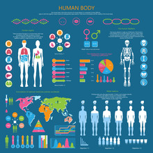 Human Body Detailed Infographic With Statistics