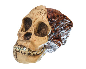 Australopithecus africanus Skull . ( Taung Child ) . Dated to 2.5 million years ago . Discovered in 1924 in a limestone quarry near Taung village , South africa