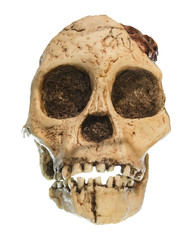 Australopithecus africanus Skull . ( Taung Child ) . Dated to 2.5 million years ago . Discovered in 1924 in a limestone quarry near Taung village , South africa