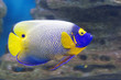 Синеголовый рыба-ангел. Blue Face Angelfish.