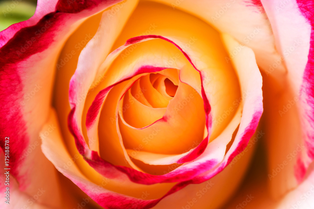 Two toned yellow and pink rose - obrazy, fototapety, plakaty 