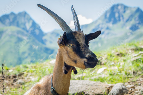 Plakat Portret koza. Alpejska górska koza &quot;alpejska kamera&quot;