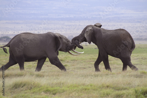 Kämpfende Elefanten, Jungtiere, (Loxodonta africana), Amboseli Nationalpark, Ken Poster