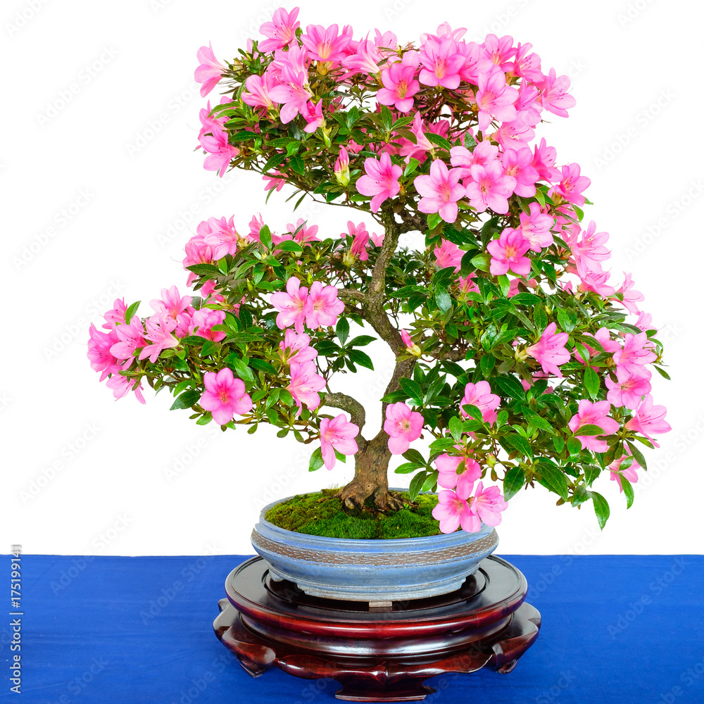 Rhododendron Bonsai Baum mit rosa Blten Stock Photo | Adobe Stock