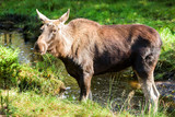 Fototapeta  - Moose (Alces alces) cow standing in a small forest river or stream.