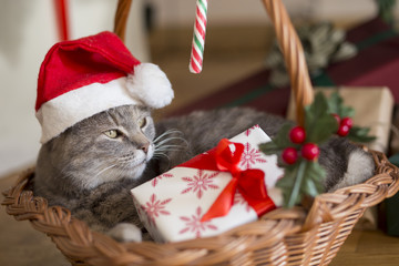 Wall Mural - Santa cat in basket