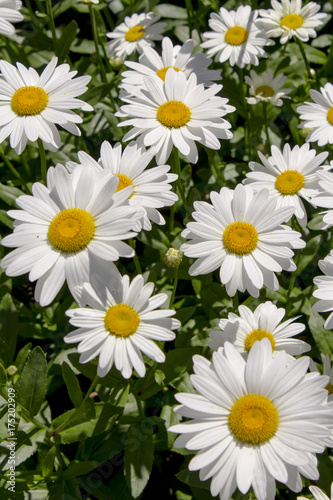 Big White Daisy Natural Floral Background White Flowers Wallpaper Stock Photo Adobe Stock