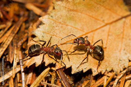 Plakat Dwa Czerwonej drewnianej mrówki brown liść