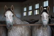 Dwa konie czystej krwi arabskiej w otwartej stajnie patrzą prosto w aparat