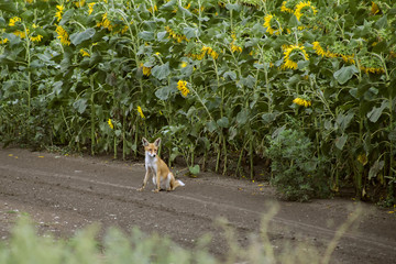 Young fox in nature