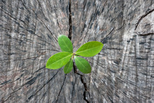 Young Plant Growing On Tree Stump