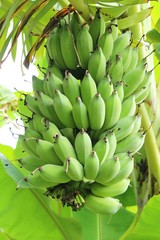 Bunch of banana on tree with nature