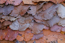 Dipterocarpus Tuberculatus, Dried Leaves Sort For Roof