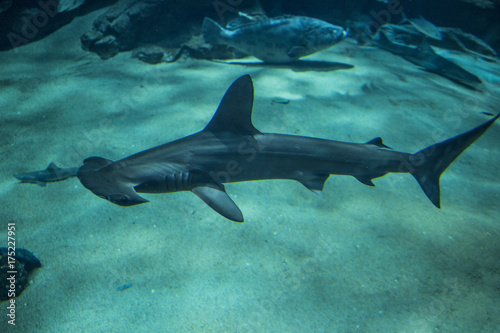 Plakat Red Shark Shark