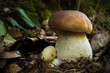 © David - Big brown mushroom in the forest. Beautiful image of huge mushroom