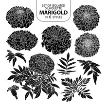 Set Of Isolated Silhouette Marigold In 6 Styles. Cute Hand Drawn Vector Illustration In White Outline And Black Plane.