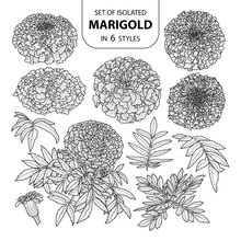Set Of Isolated Marigold In 6 Styles. Cute Hand Drawn Vector Illustration In Black Outline And White Plane.