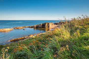 Sticker - Wildflowers at Rumbling Kern / At Rumbling Kern near Howick on the Northumberland coastline lies a small beach and cove, sheltered by small cliffs