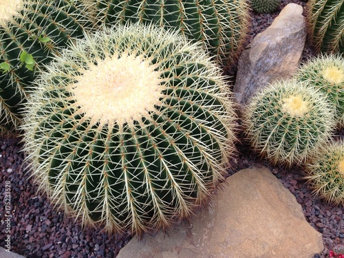 Echinocactus Grusonii Genannt Schwiegermuttersitz Im Botanischen