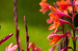 © SEvelyn - Bright fluorescent pink and orange mixed color Gladiolus flowers with a green background