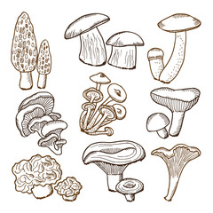 Poster - forest mushrooms in hand drawn style. vector illustrations
