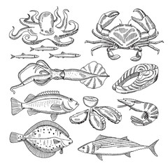 Sticker - Hand drawing vector illustrations of sea food for restaurant menu