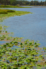 Wall Mural - The view of Walsingham Lake at Walsingham Park