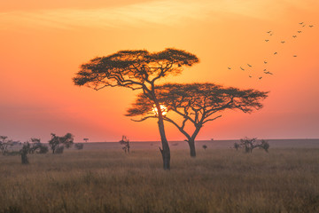sunrise in the serengeti national park,tanzania